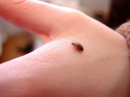 bedbugs (colloquially known as <i>bak sat</i>)