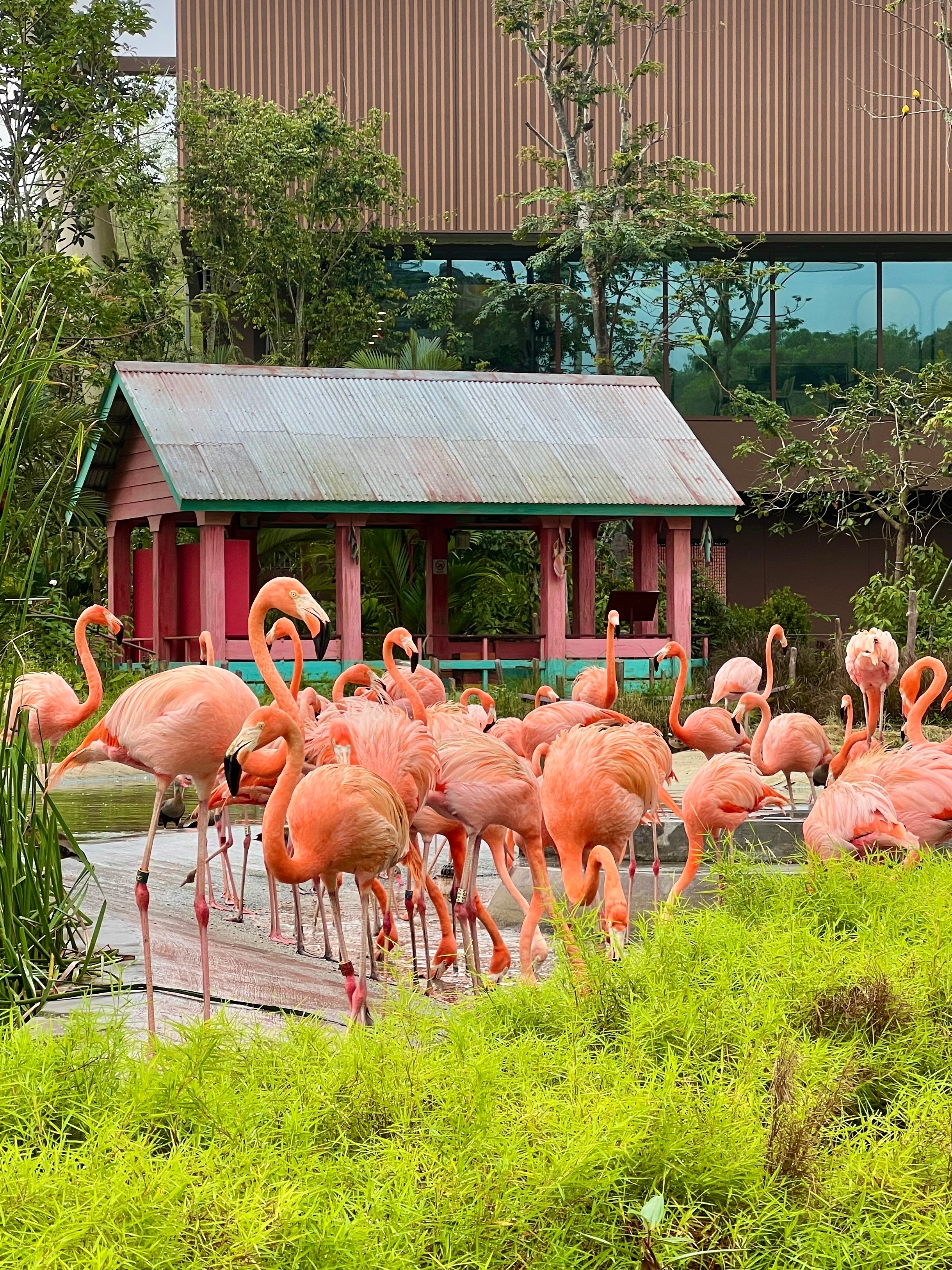 Bird Paradise
