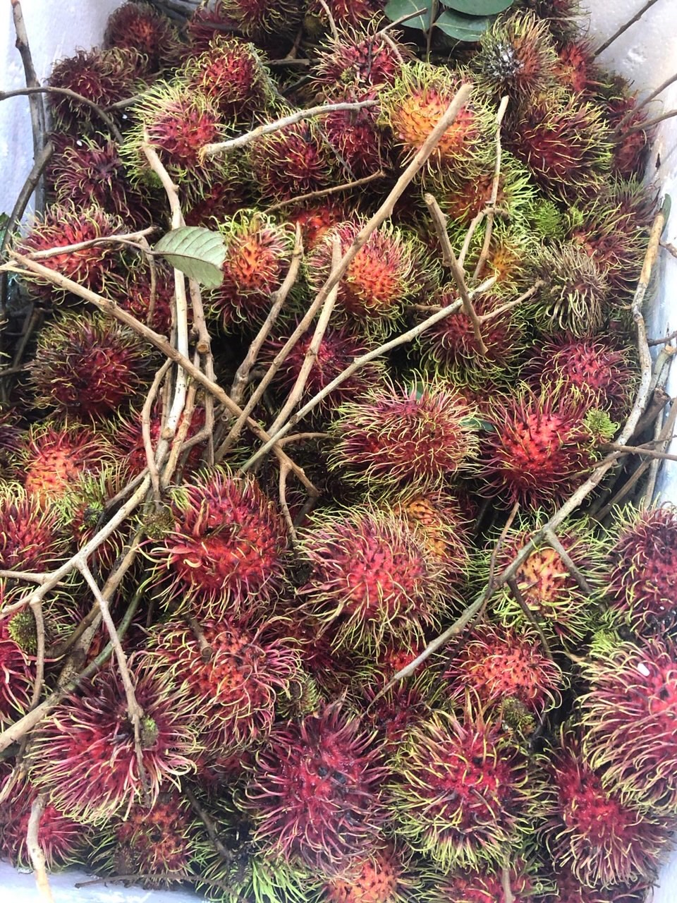 rambutan