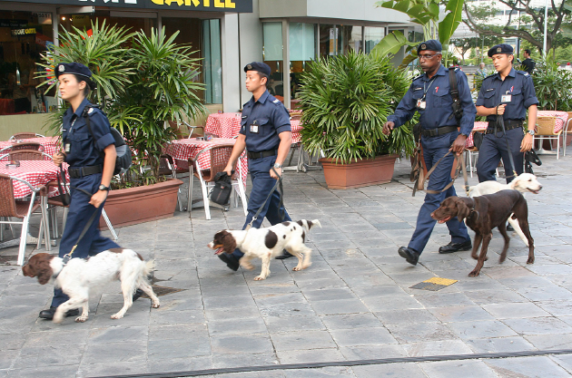 search dogs