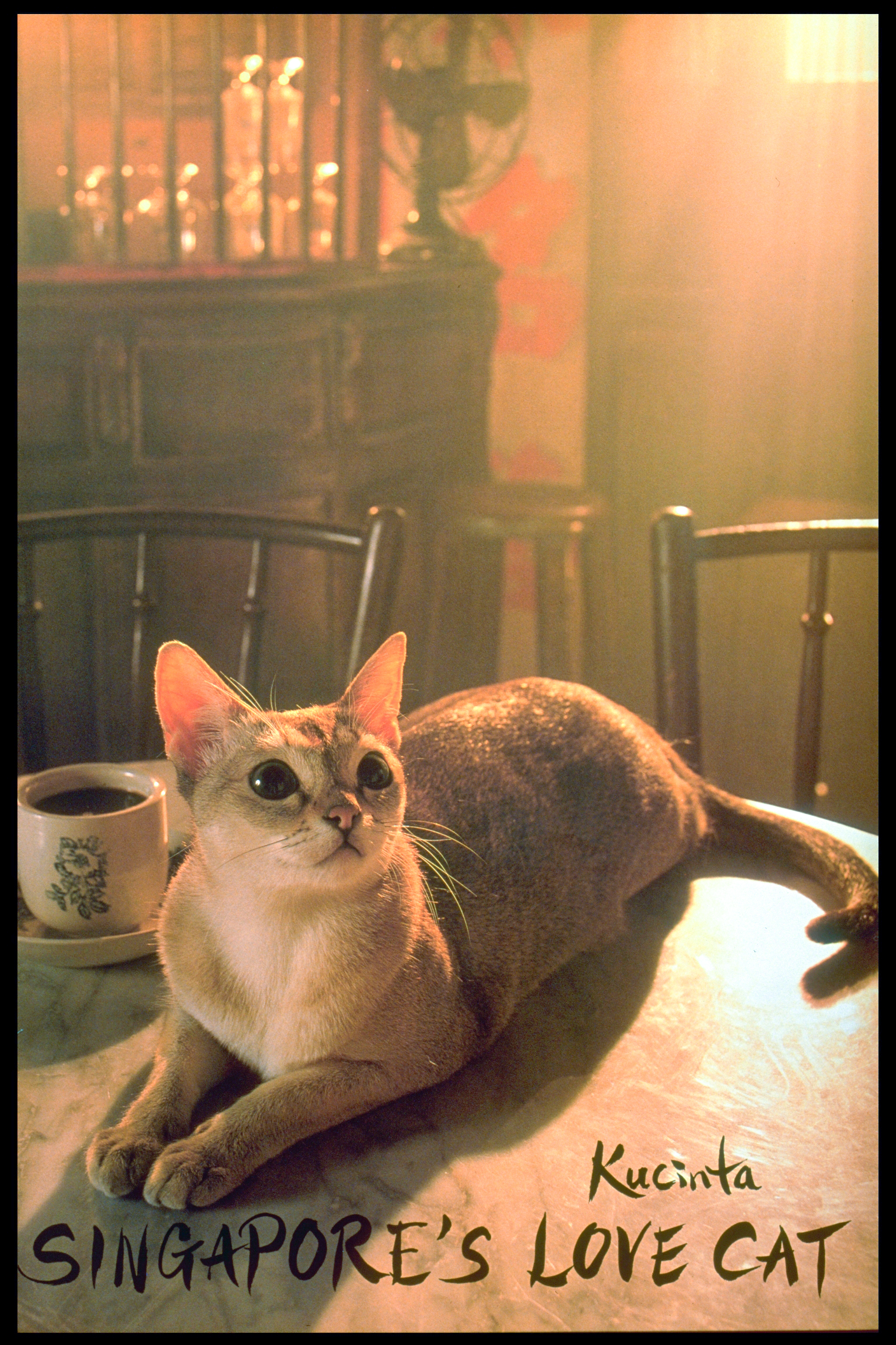 Singapura cat