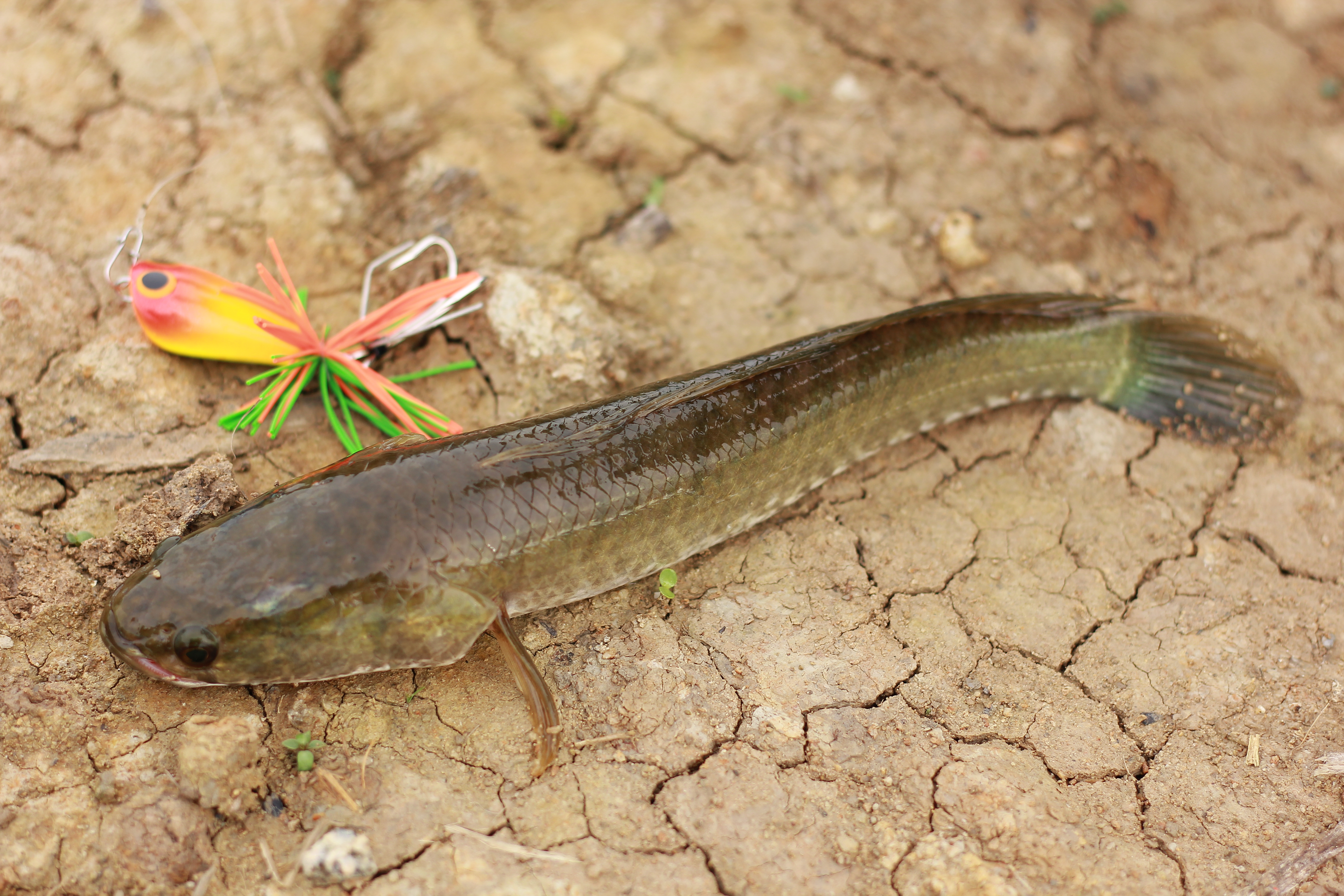 snakehead