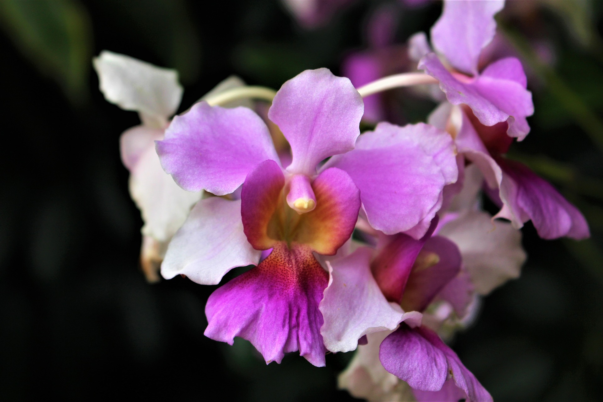 Vanda Miss Joaquim